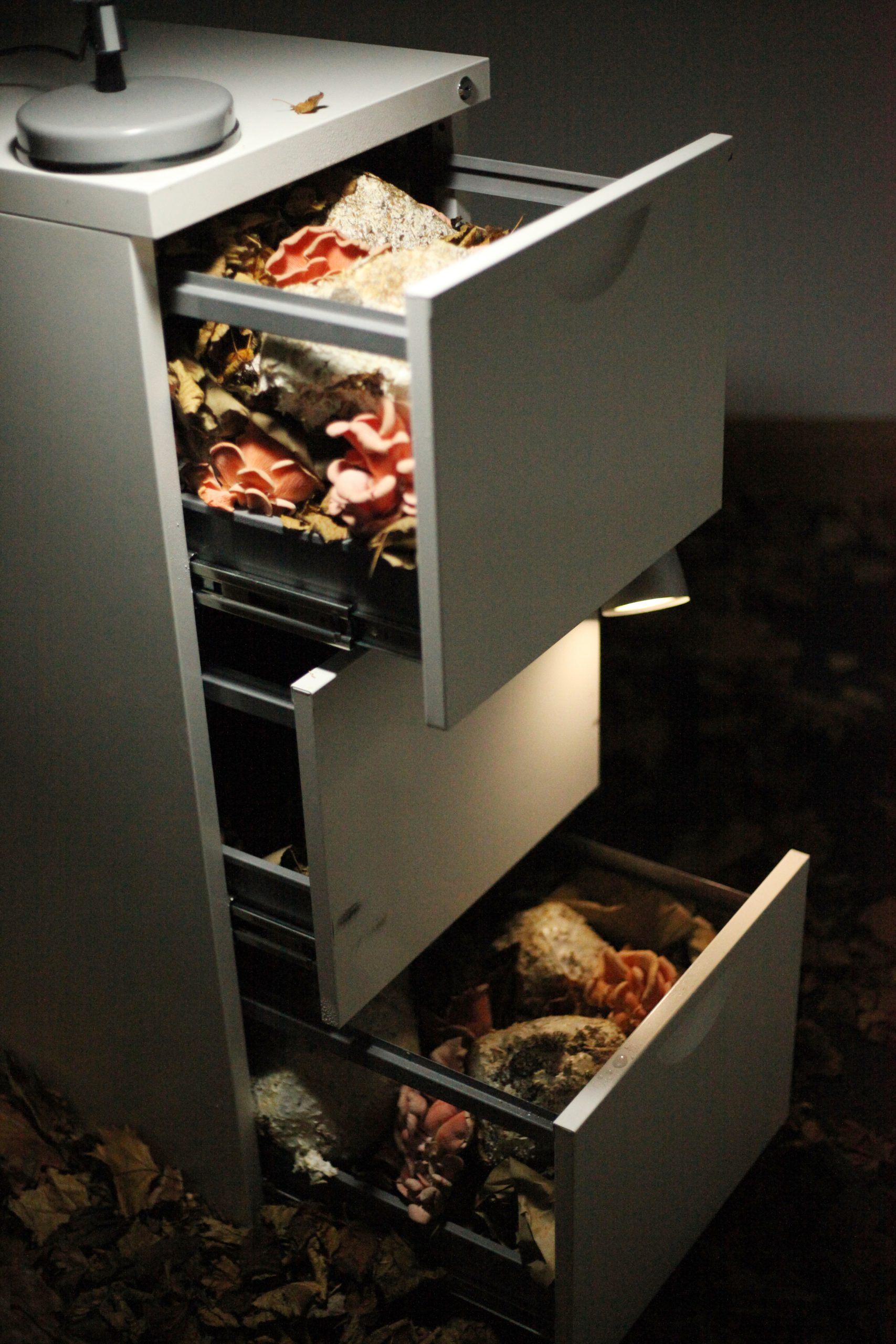 a filing cabinet full of mushrooms