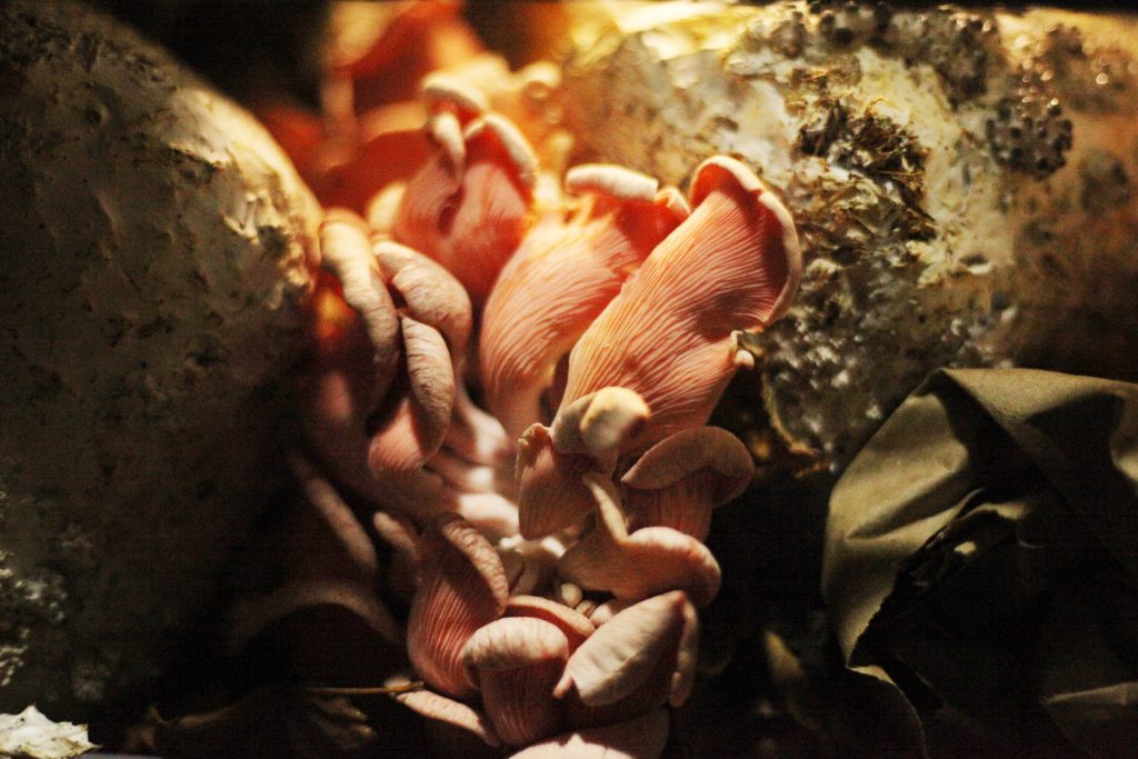closeup of mushrooms and mycellium
